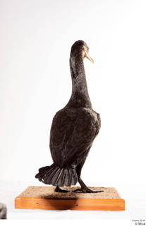 Double-crested cormorant Phalacrocorax auritus whole body 0007.jpg